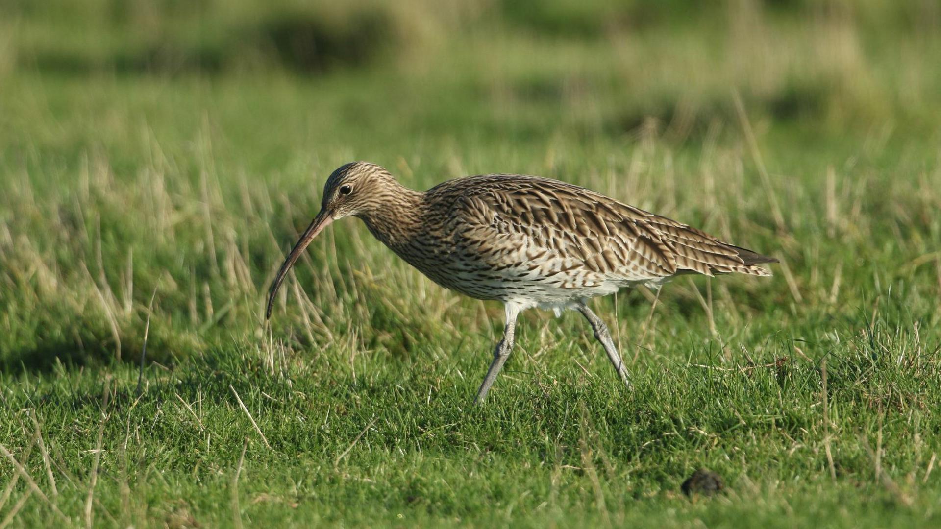 A stock photograph of a curlew - a bird with a brown and cream mottled feathers, and a long curved beak. It is walking through grassland on a sunny day. 