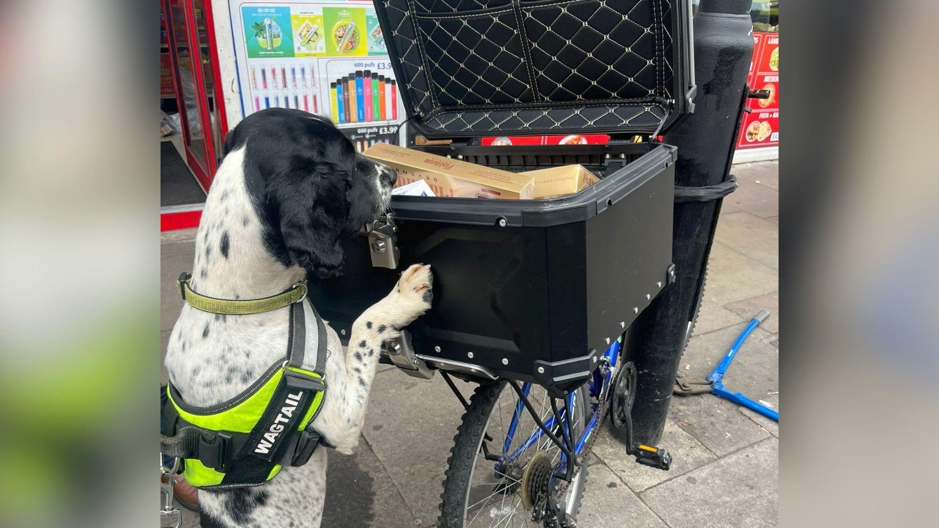 A black and white dog wearing a harness with "WAGTAIL" written on it is standing on its hind legs, peering into an open black cargo box attached to a blue bicycle. The box contains items including packs of cigarettes. 