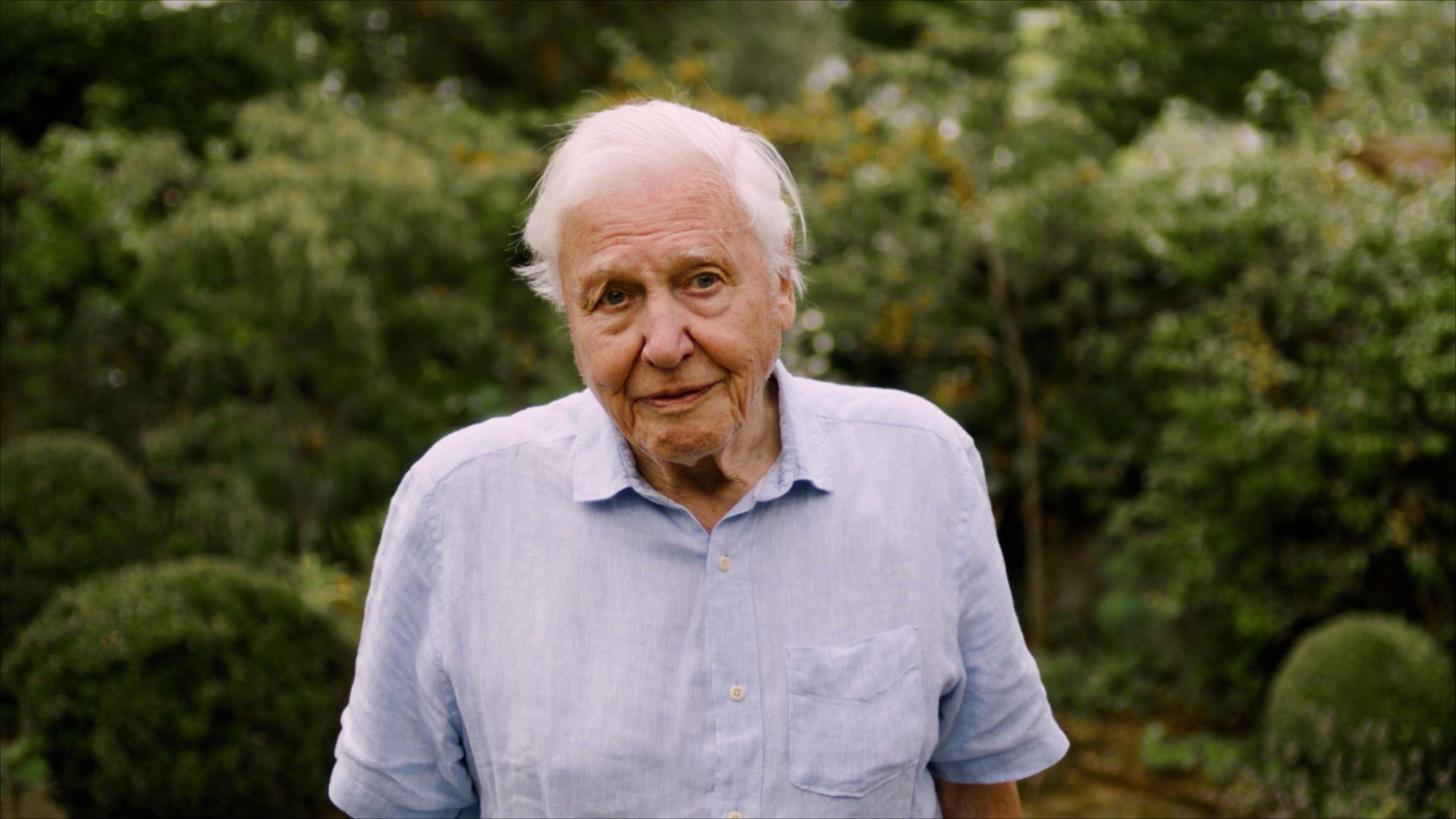 A screenshot of the video with David Attenborough looking into the camera with a furrowed brow and pursed lips. He has white, short hair and is wearing a light blue shirt with short sleeves. He is standing outside in front of some trees and bushes.