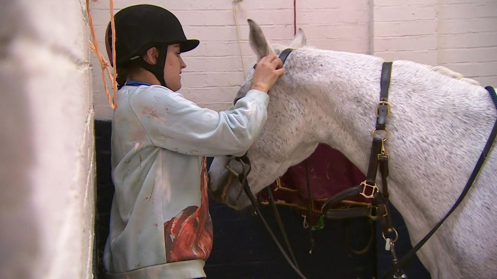A girl in riding helmet adjusting the harness of a grey horse in a stable