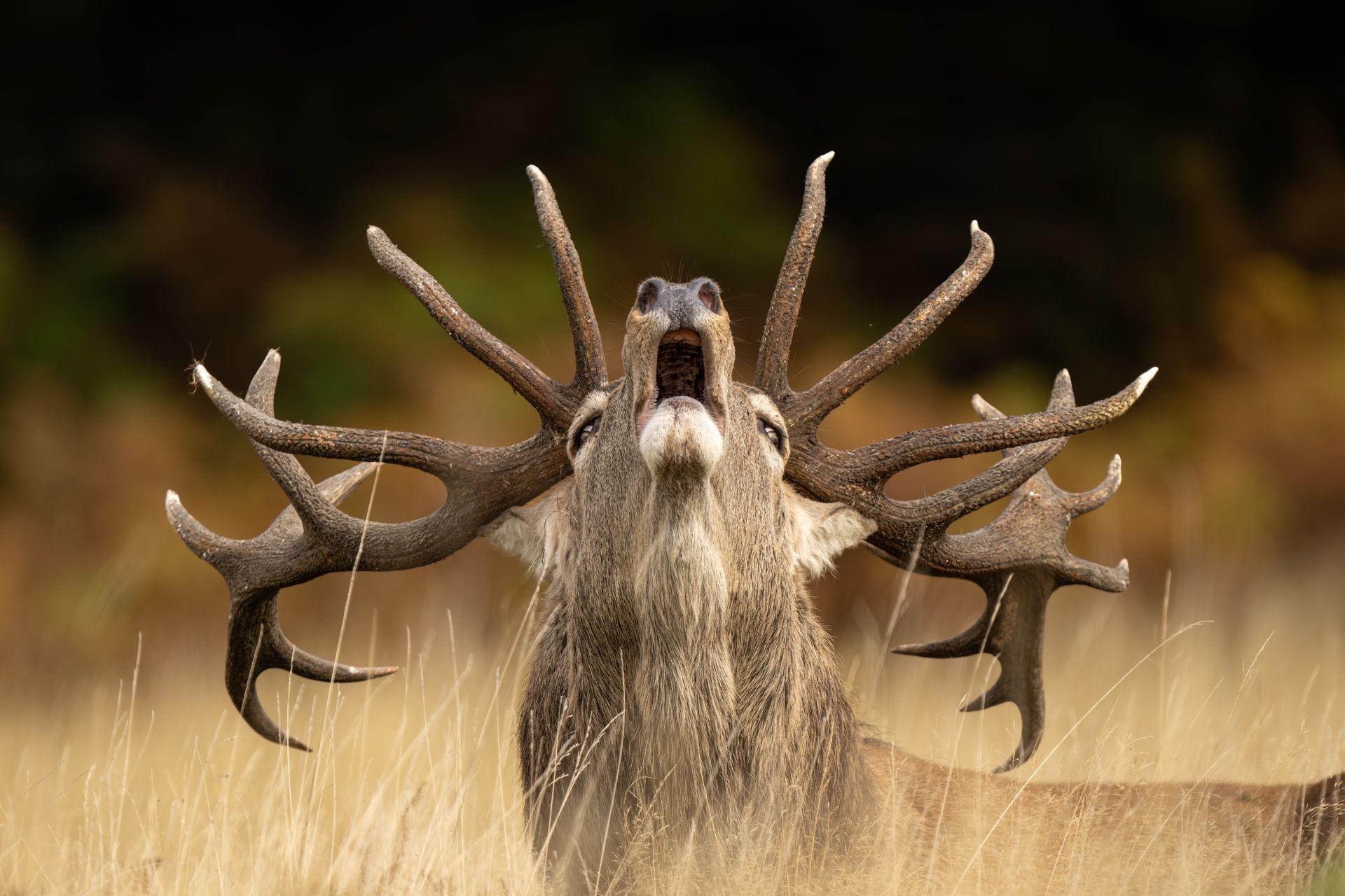 A red deer stag stands in open grassland, head raised mid-bellow, its antlers fully grown.