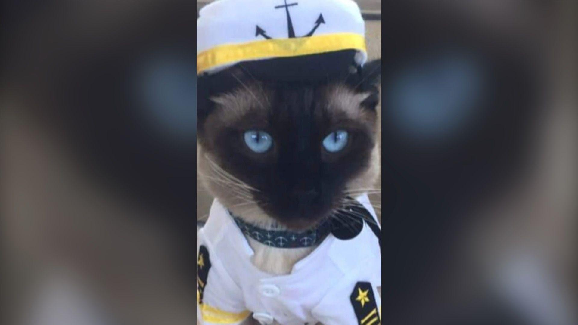 Brown and black cat with blue eyes wearing a white sailors costume.