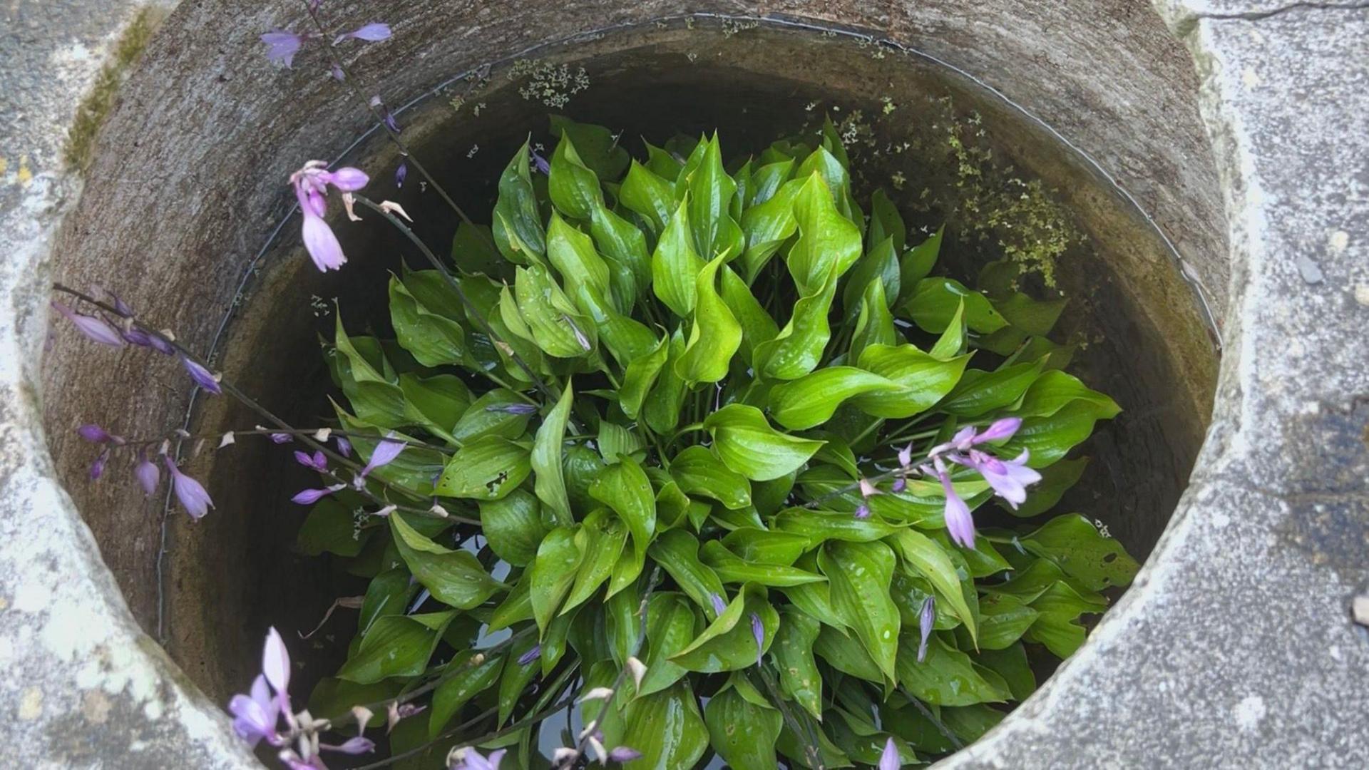 A green and lilac plants sits in a stone tub filled with water.