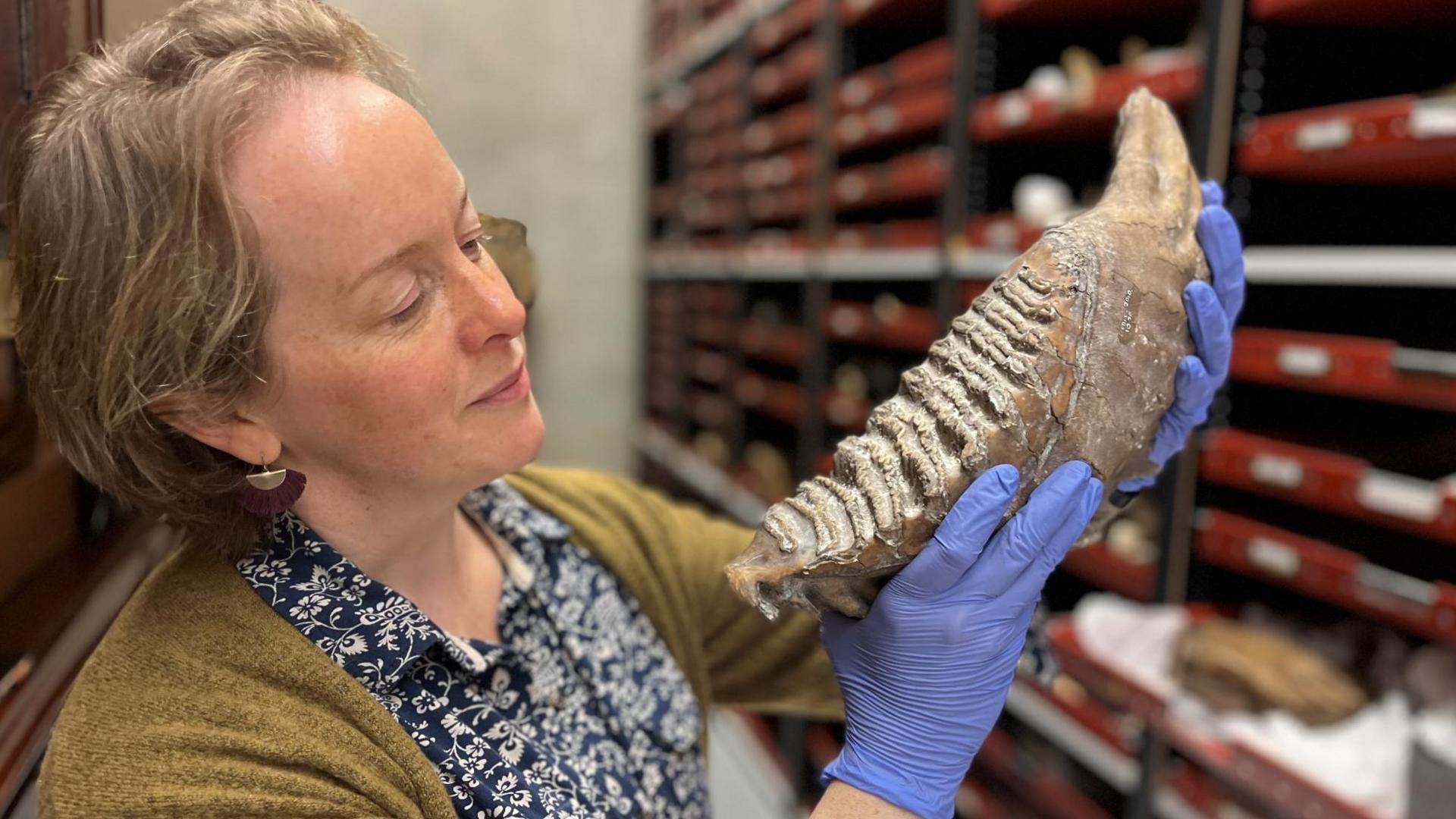 Clare Brown, who is wearing a pair of blue latex gloves, holds up a piece of mammoth tooth