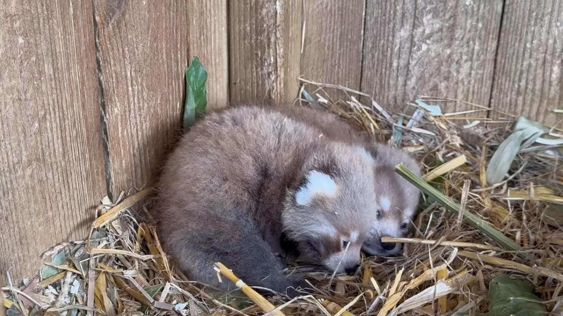 Two young red pandas nestle together in straw
