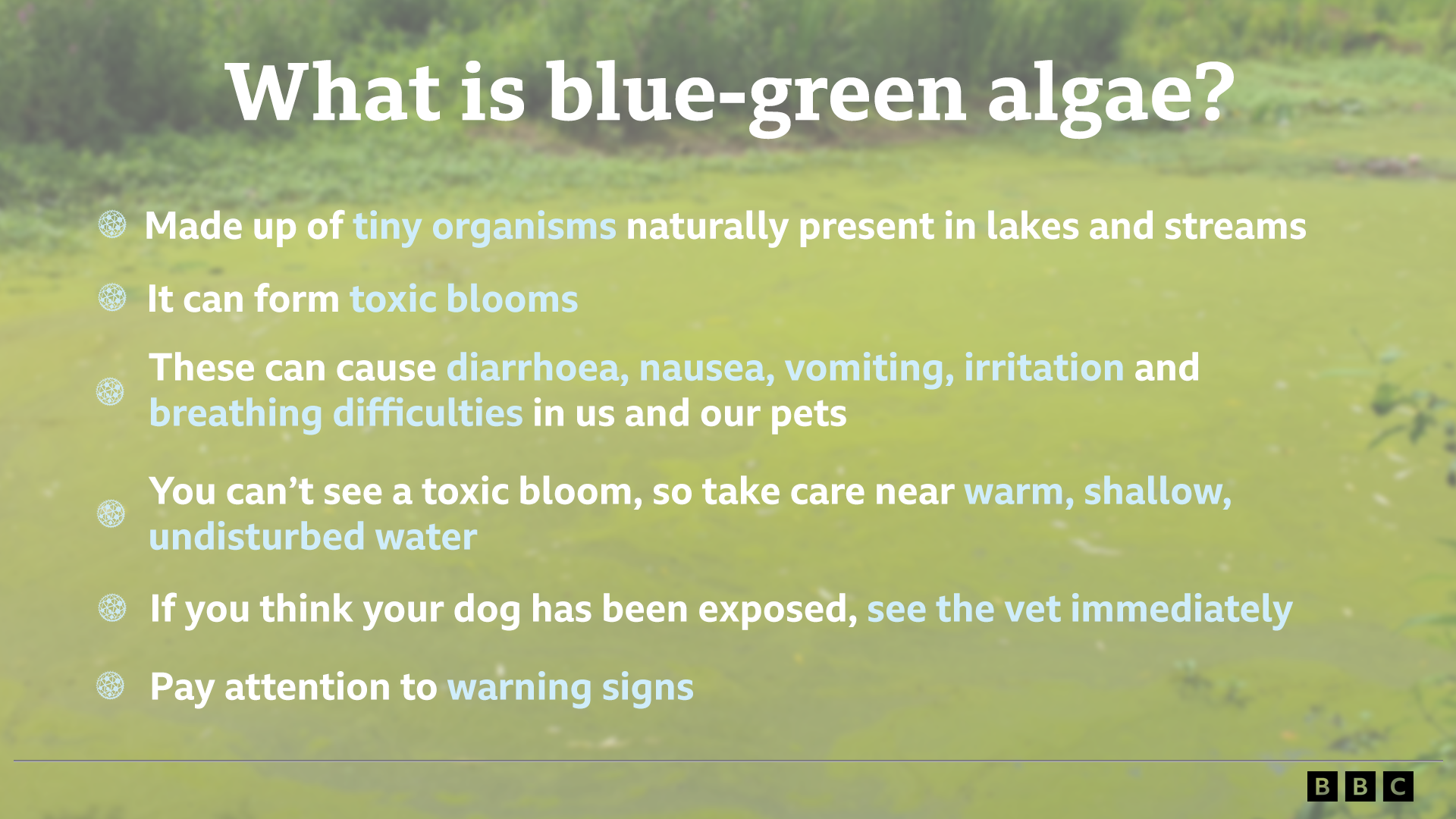 A graphic with the image in the background of algae on a lake.
The headline in white font reads: "What is blue-green algae?"
There are six bullet points underneath.
The first reads made up of tiny organisms naturally present in lakes and streams, the word tiny organisms is in a light blue font, and the rest is in a white font.
The second reads it can form toxic blooms, with the word toxic blooms in a light blue font and the rest in a white font.
The third says thee can cause diarrhoea, nausea, vomiting, irritation and breathing difficulties in us and our pets. The words diarrhoea, nausea, vomiting, irritation, breathing difficulties are in a light blue font and the rest is in a white font.
The fourth says you can't see a toxic bloom, so take care near warm, shallow, undisturbed water, the words warm, shallow, undisturbed water is in a light, blue font with the rest in white.
The fifth point reads, if you think your dog has been exposed, see the vet immediately, see the vet immediately is in a light blue font and the rest is in a white font.
The last bulletin reads pay attention to warning signs, the words warning signs are in a light blue font, and the rest is in white.