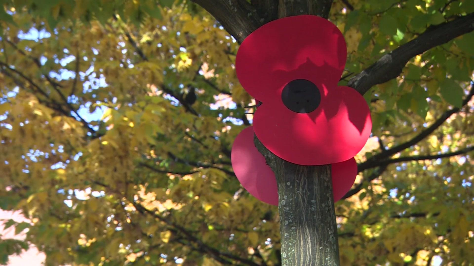 Poppy in tree