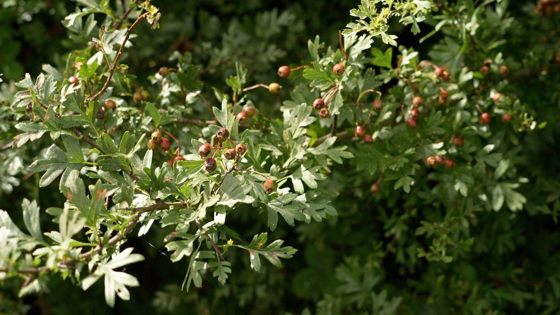 Hawthorn berries