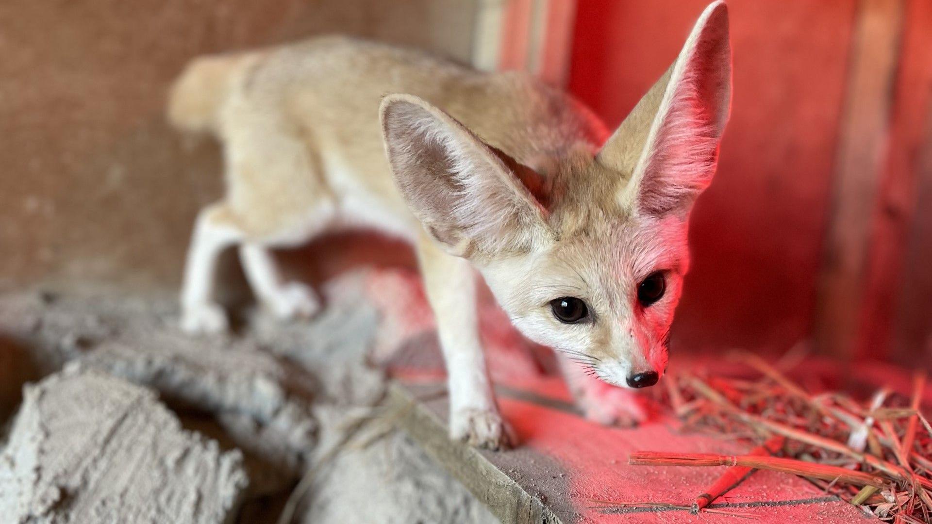 Fennec Fox