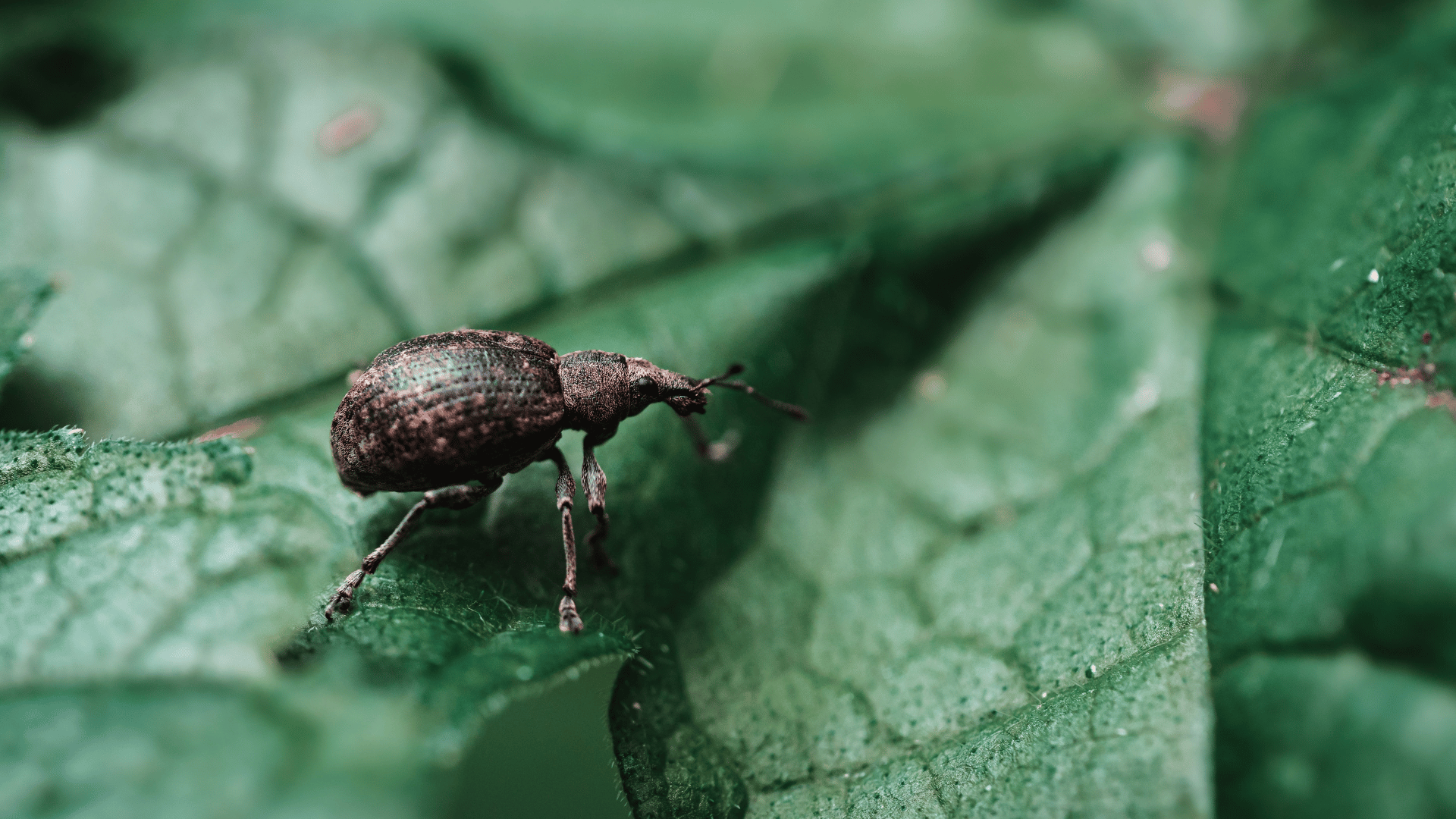 Image shows a vine weevil
