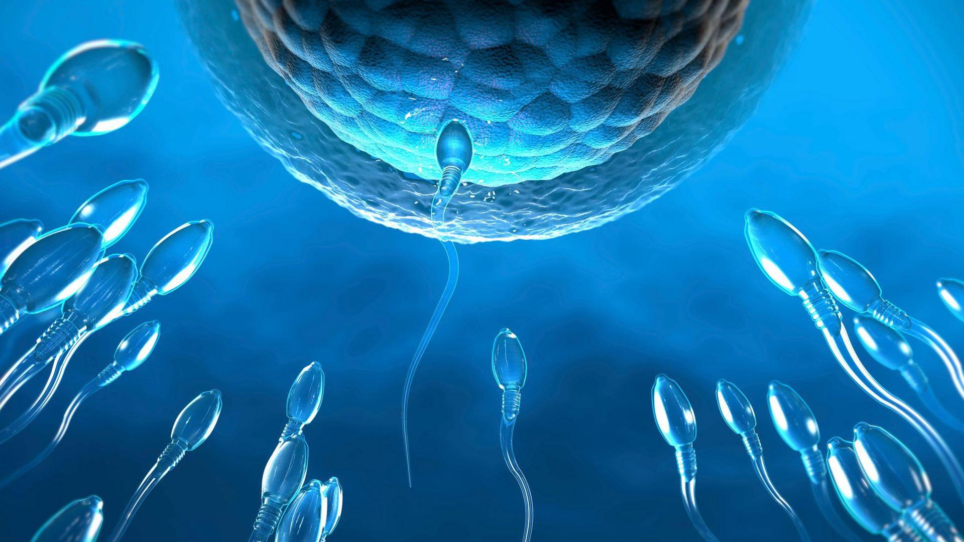 An illustration of fertilisation