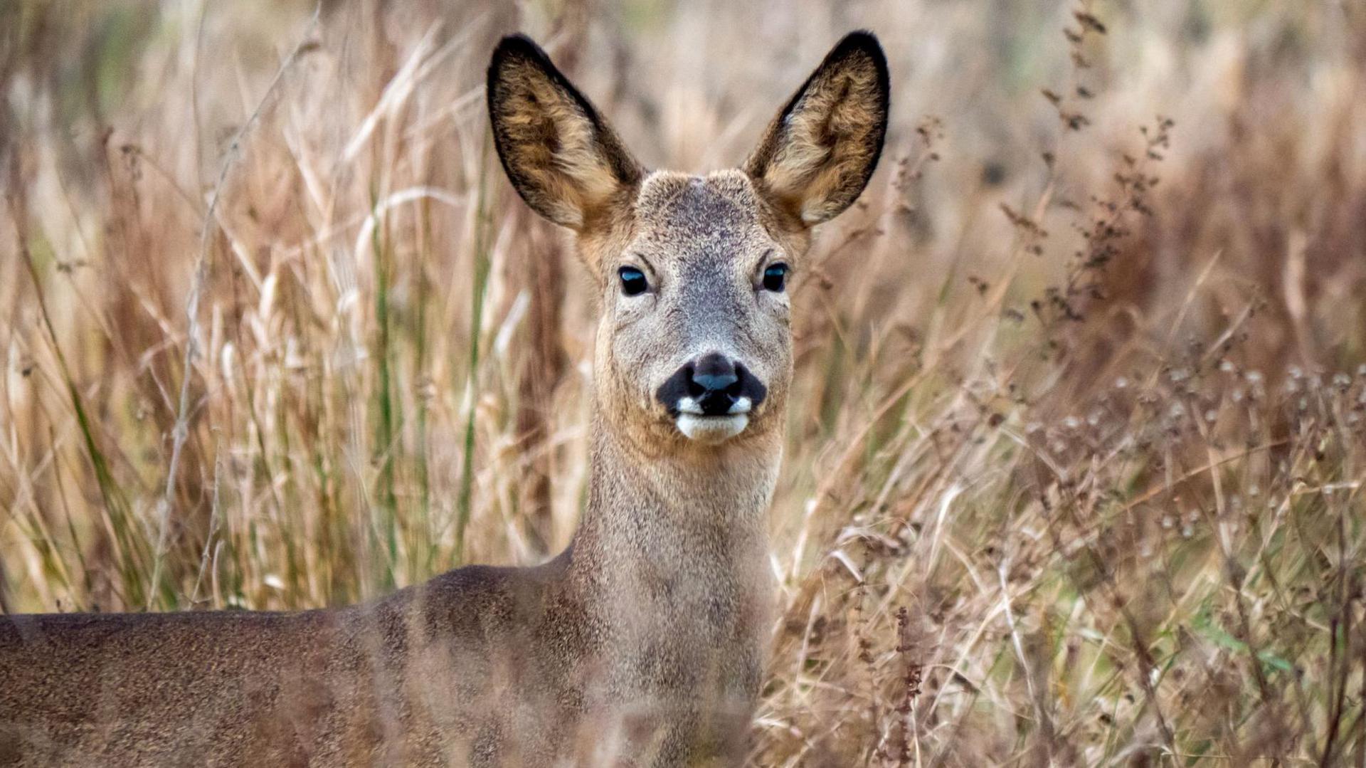 A deer is looking straight at the camera. It's ears are up and it is standing in an area of long, dry grass.