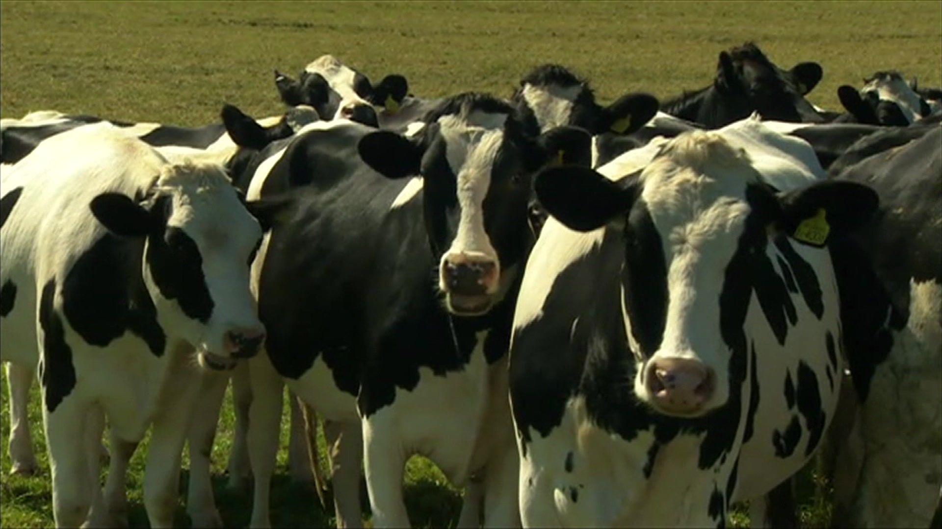 A few cows in a field on a sunny day