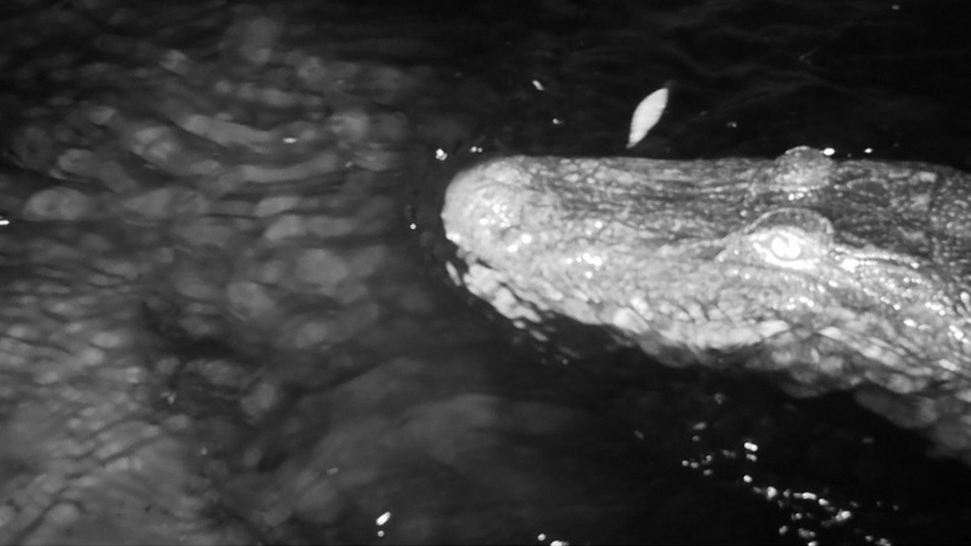 Alligator captured by camera trap.