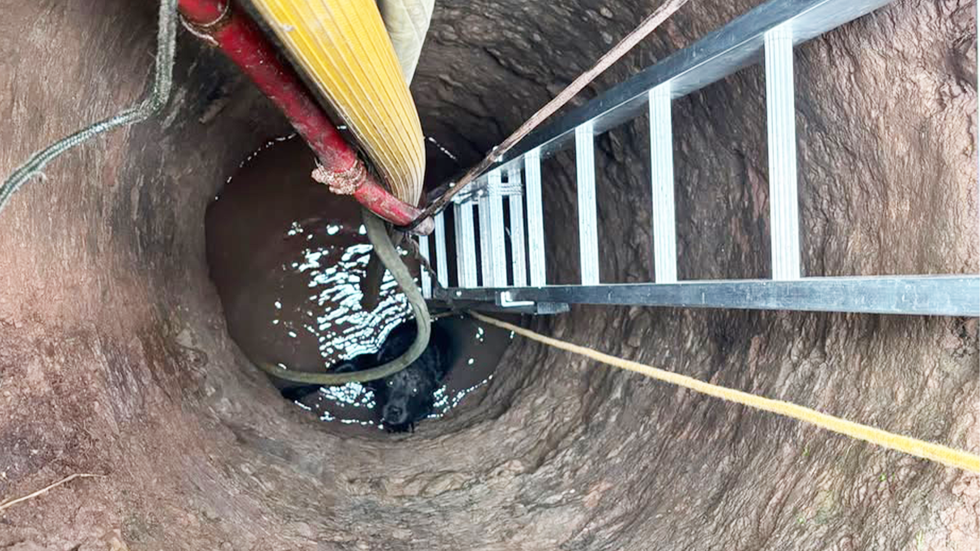 A black labrador peers up from the bottom of a stone or concrete well that is filled with water. One of the dog's front legs is stretched out to the well wall. There are ropes, hoses and a ladder in the well.