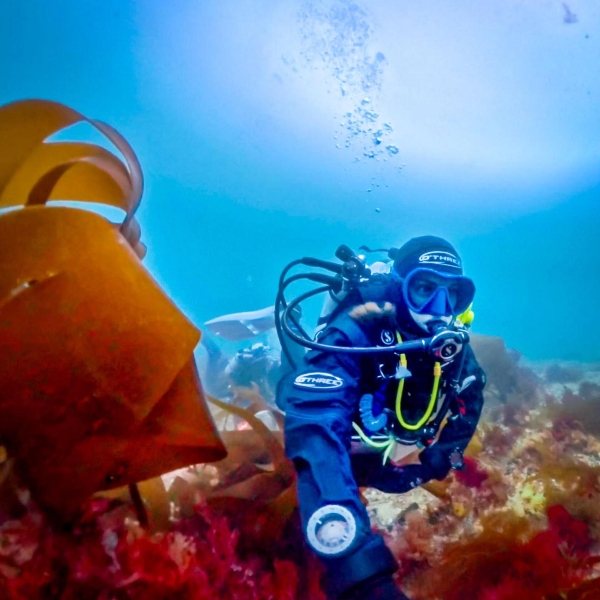 How scientists finally confirmed rare pink seaweed as new species