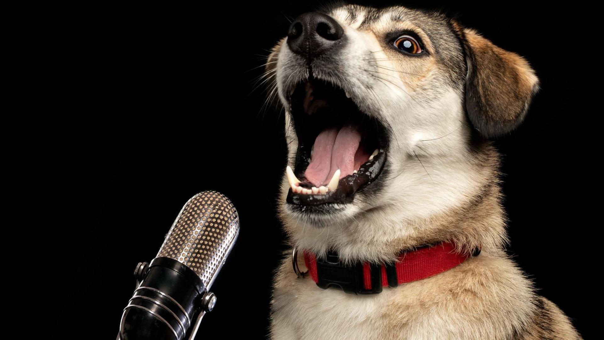 A light-coloured terrier with a red collar has its mouth wide open next to a microphone.