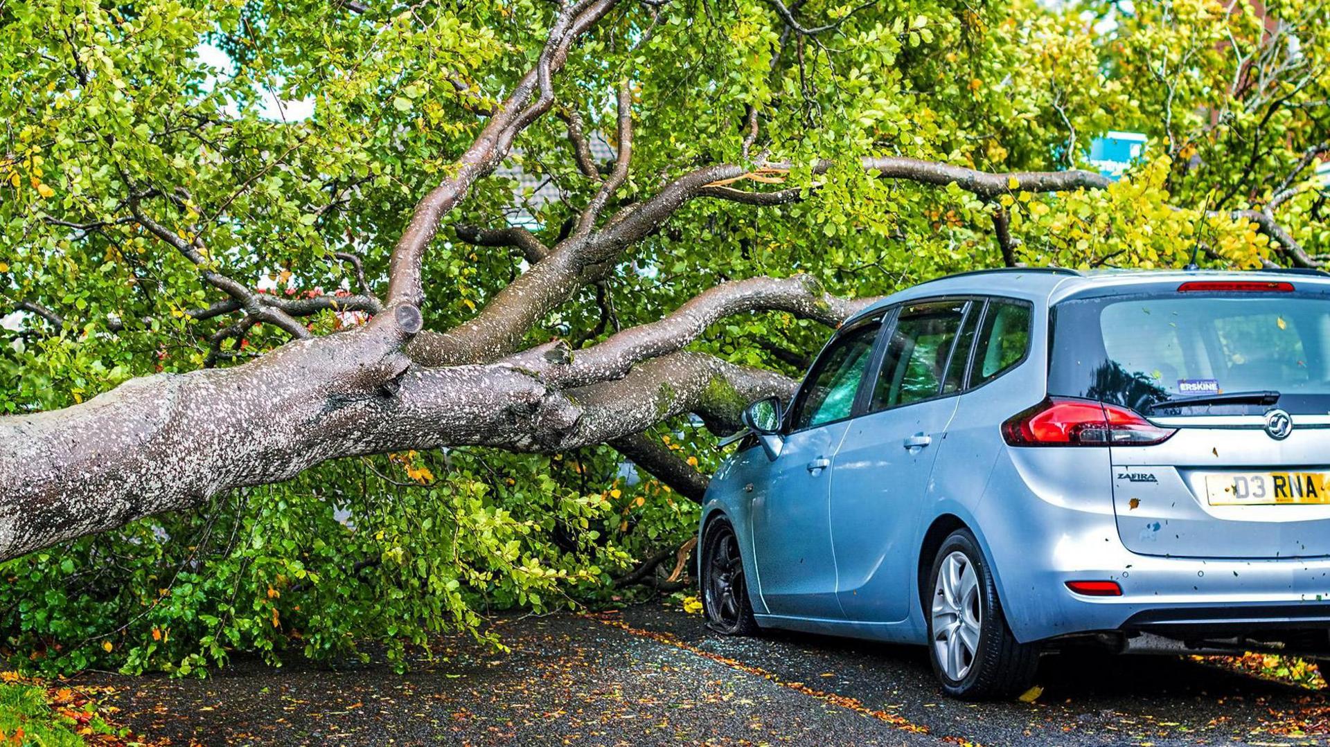 A large tree falls on a car