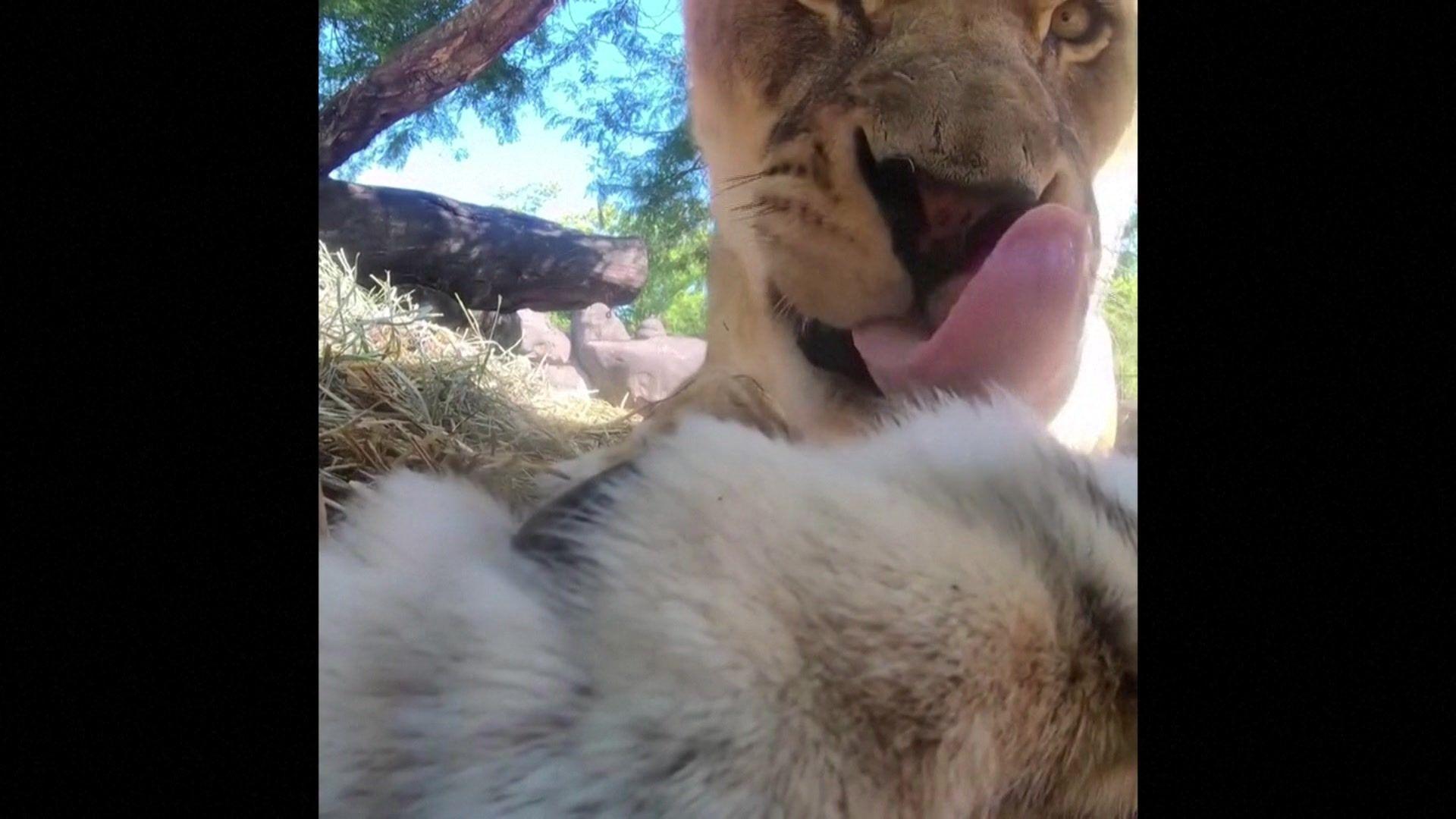 Lion licking its lips