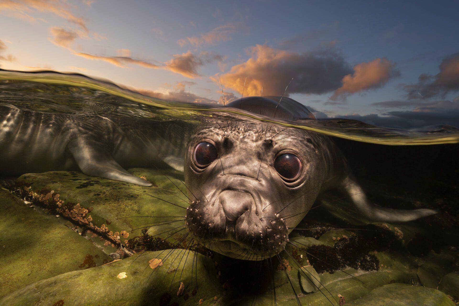 Young southern elephant seal plays in shallow rock pools.