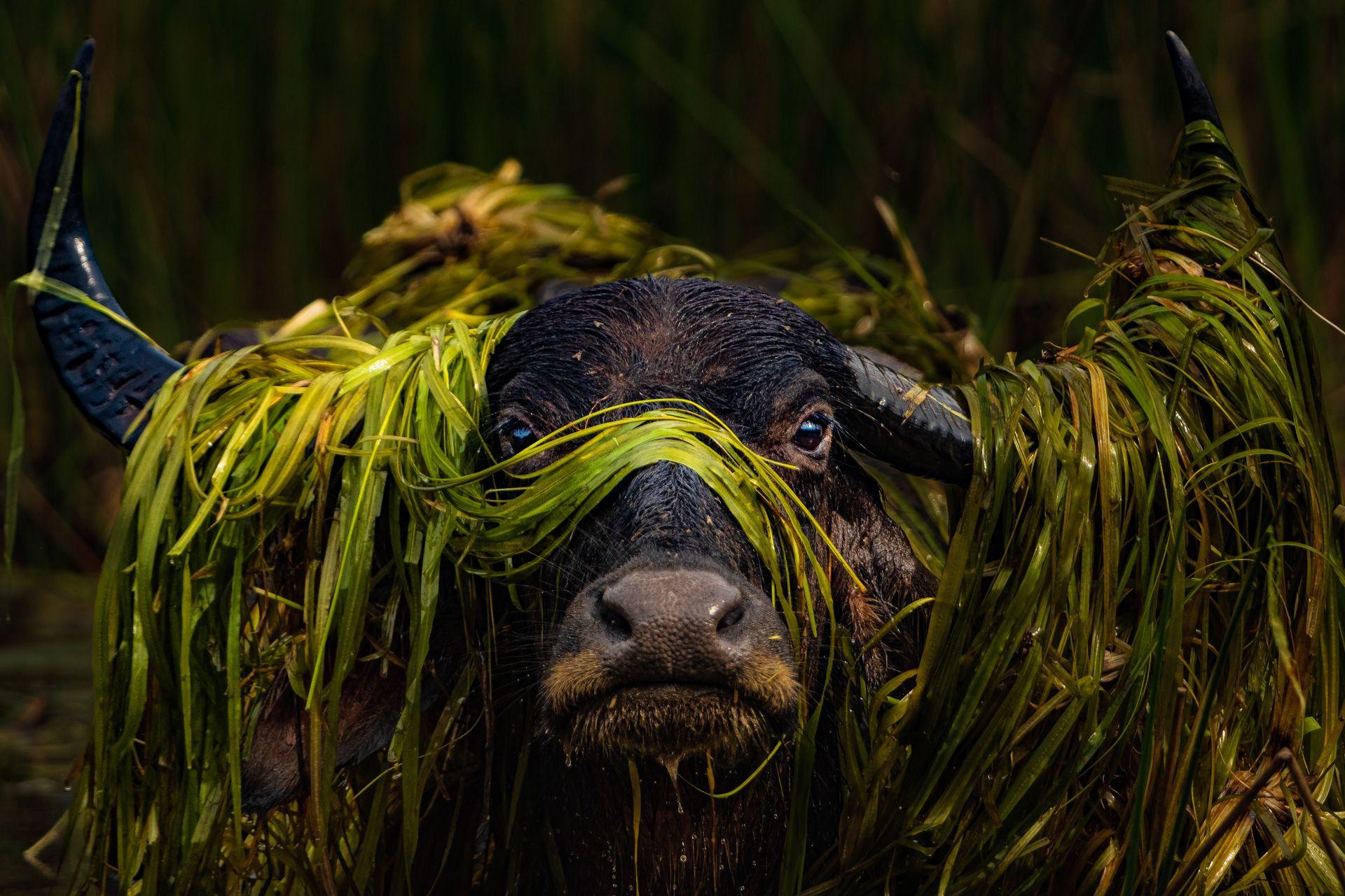 A water buffalo emerges from a swim, its head adorned with a garland of floating weeds in Wilpattu National Park in Sri Lanka