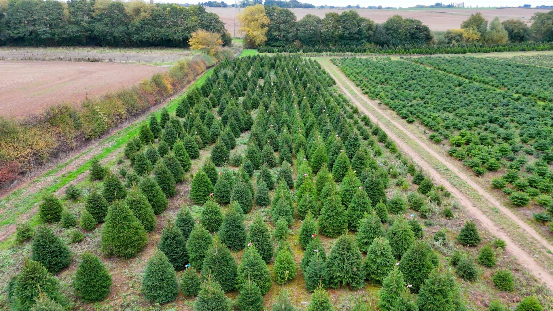Still taken from drone footage shows a variety of tree sizes at the farm.