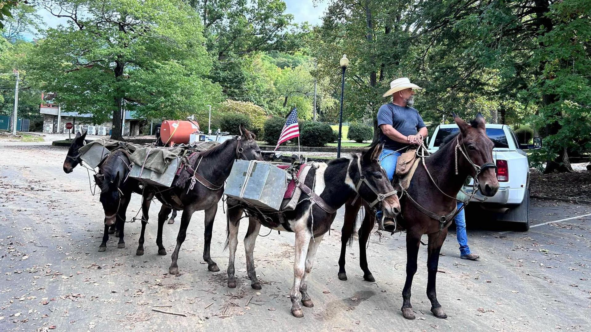 A mule team in NC