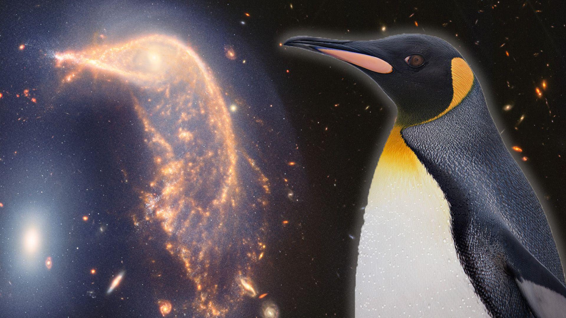 One on side is the James Webb image of what looks like a golden penguin made from stars and dust and on the other side is an actual penguin