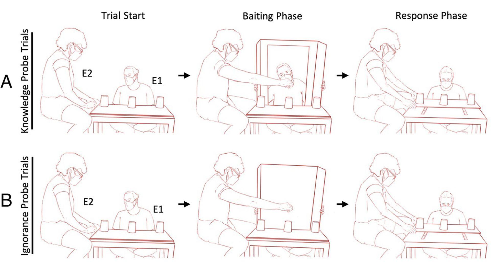 A drawing of the science experiment showing how the barrier showed, and hid the cups in the two experiments.