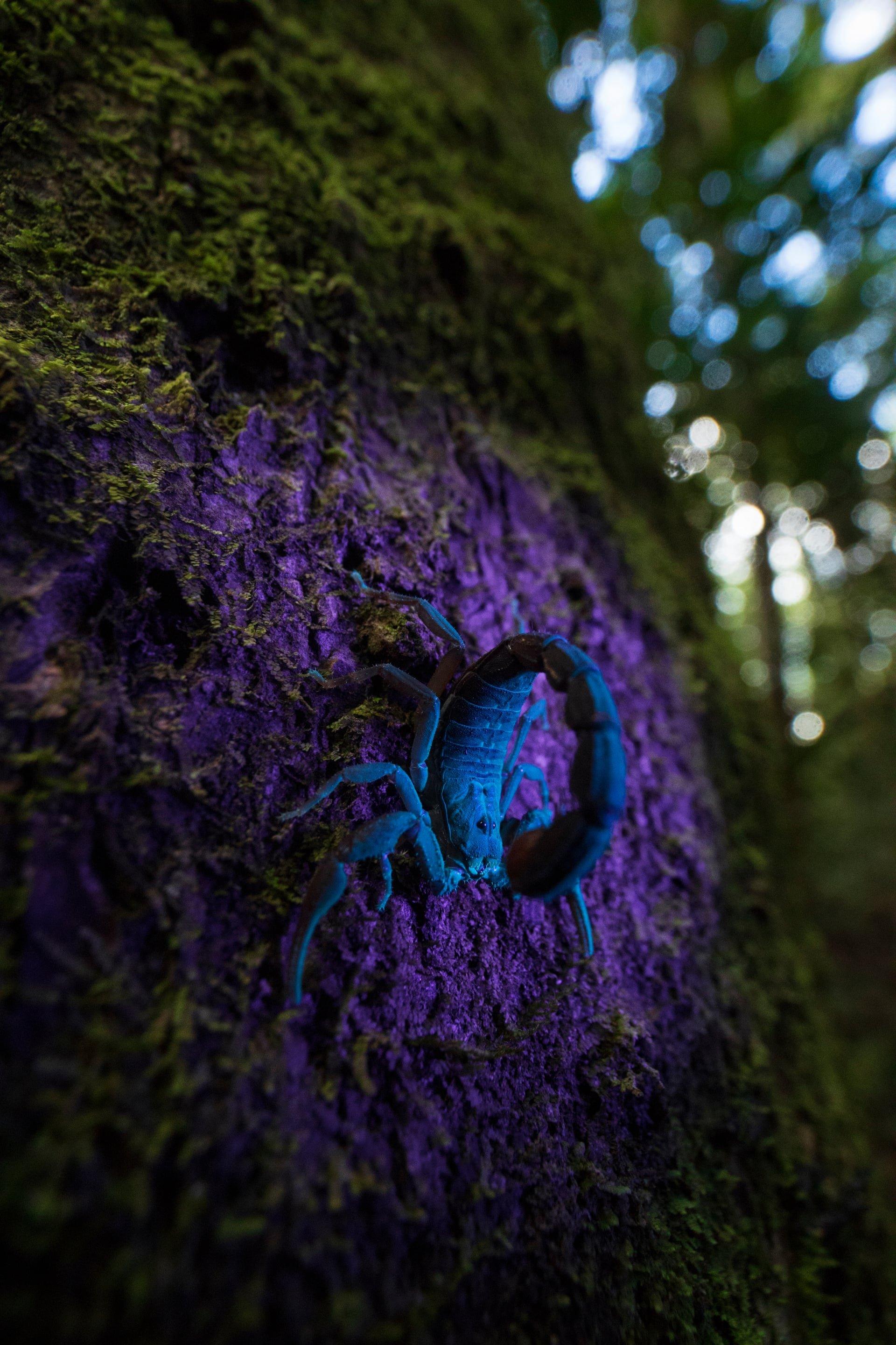 Up Close and Personal category winner: Fluorescence by Roberto García Roa
