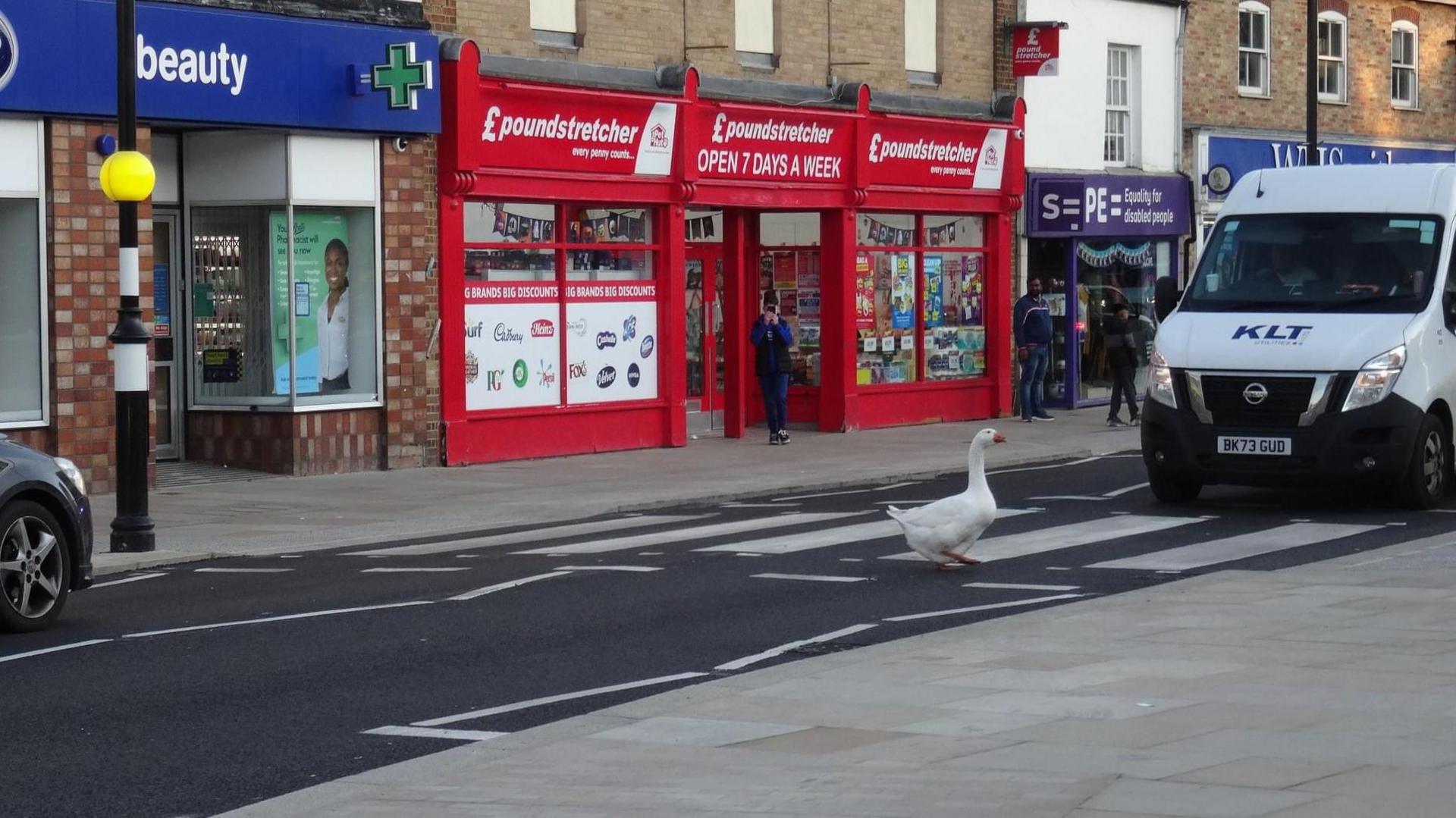 A white goose with an orange beak waddles across a zebra crossing with a dark blue car on the left and a white van on the right waiting for him to cross. Shops line the Broad Street in March and a person can be seen in a shop doorway holding a mobile phone to take a picture of the goose too.