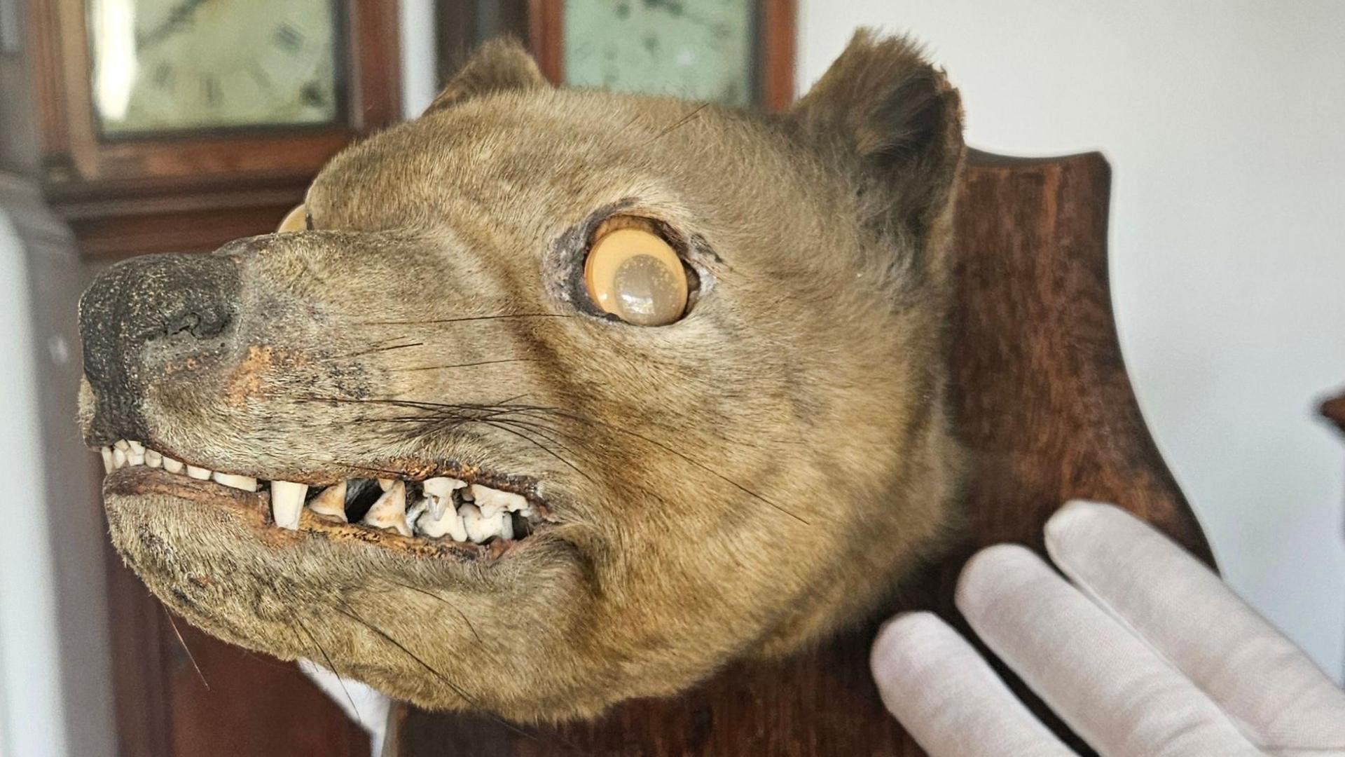 The side of the thylacine head mounted on a board that is held by a gloved hand. Its teeth are visible and it has stick on eyes.