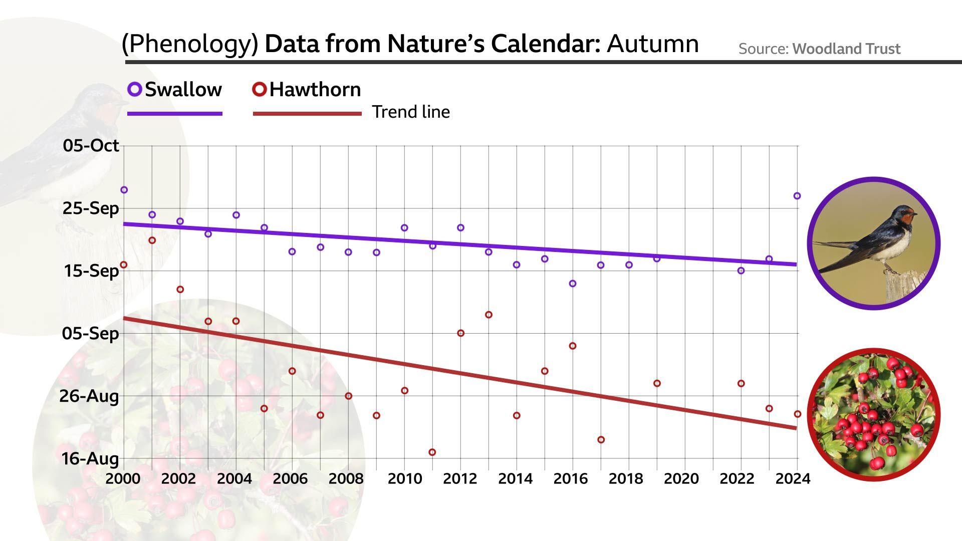 Graph showing the date at which swallows are last seen in the UK from 2000 to 2024 and first sight of hawthorn berries. Both have a trend line that is going down on the y-axis and therefore earlier dates