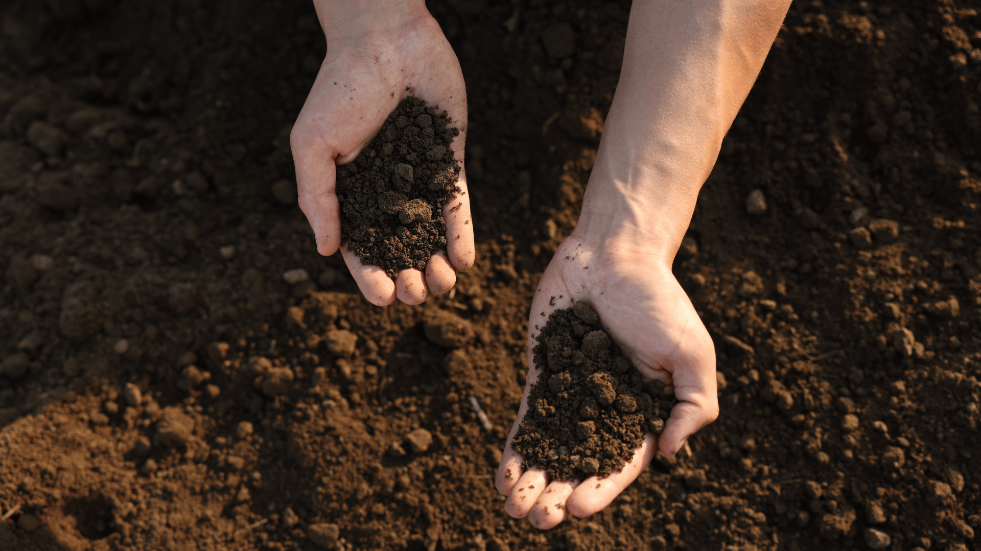 Image shows someone holding two types of soil