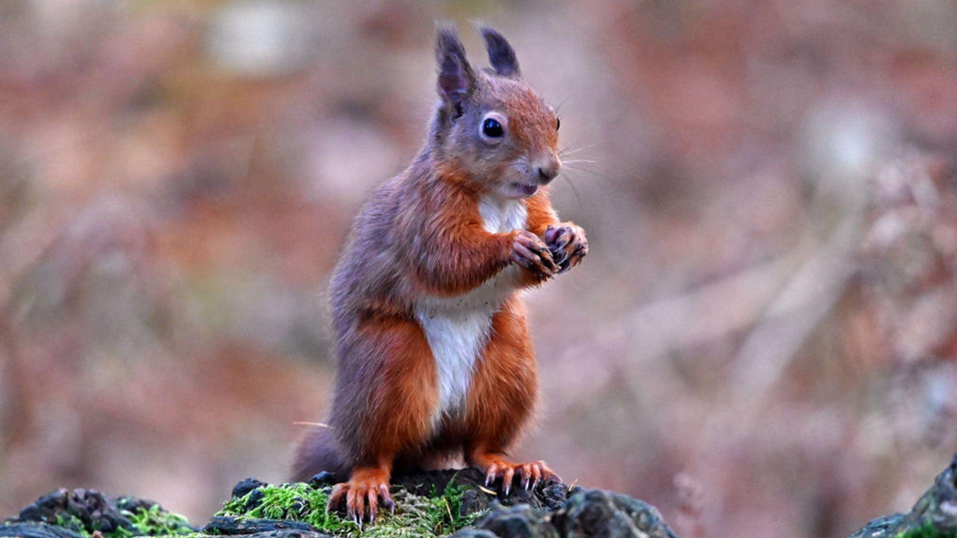 A red squirrel sits on a branch. A blurred autumnal background behind it. It sits up on its hind legs exposing its white belly and chest. Its holding its front paws in front of its face