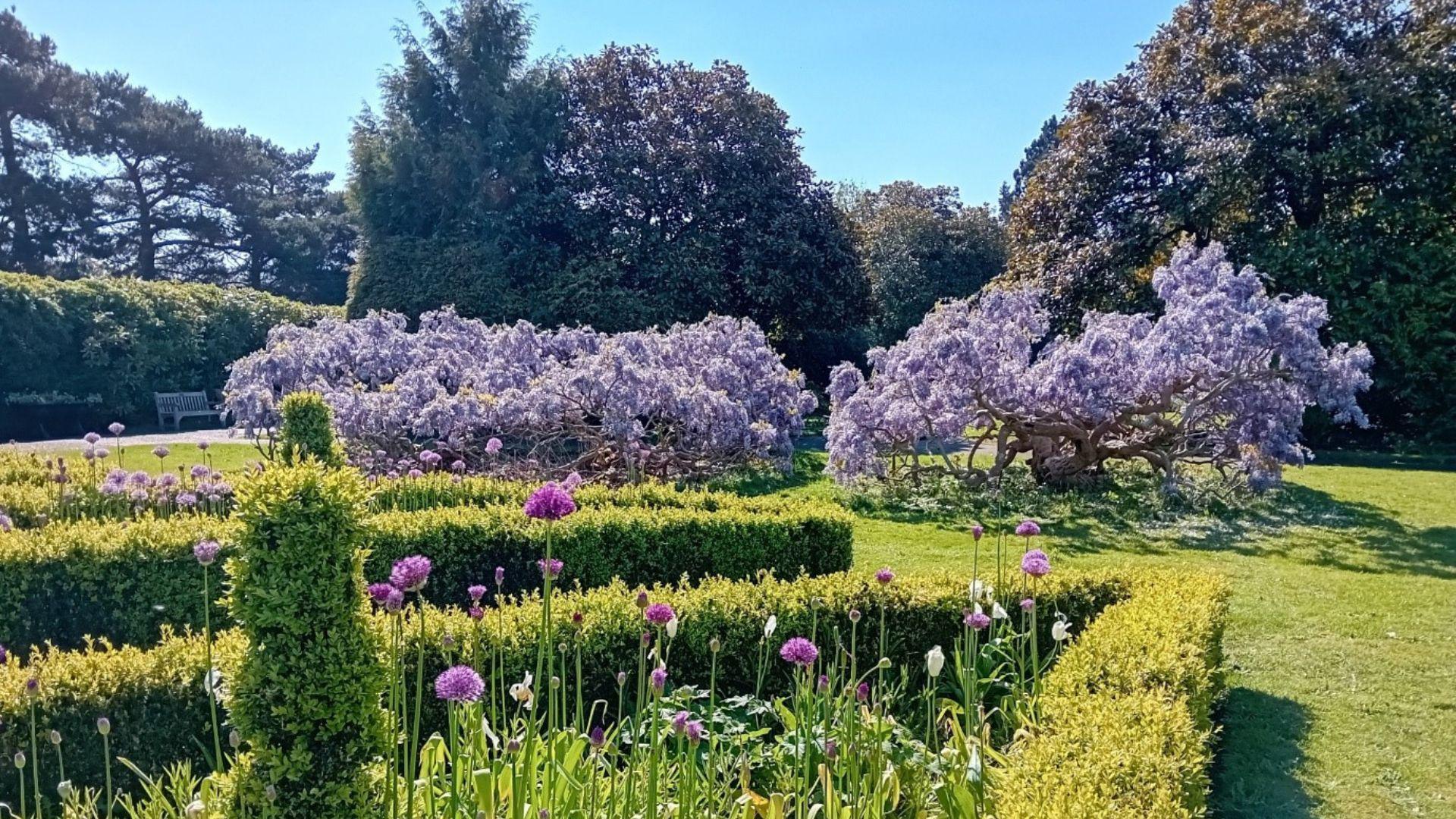 Two large but short trees with purple flowers in the middle of a grass garden, with various other green hedges and purple flowers in the foreground. In the background are large, tall trees. The sky is clear and blue.