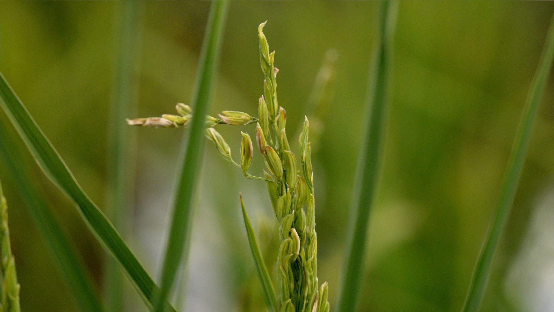 Green rice grains grow from a plant among other blurred green plants.