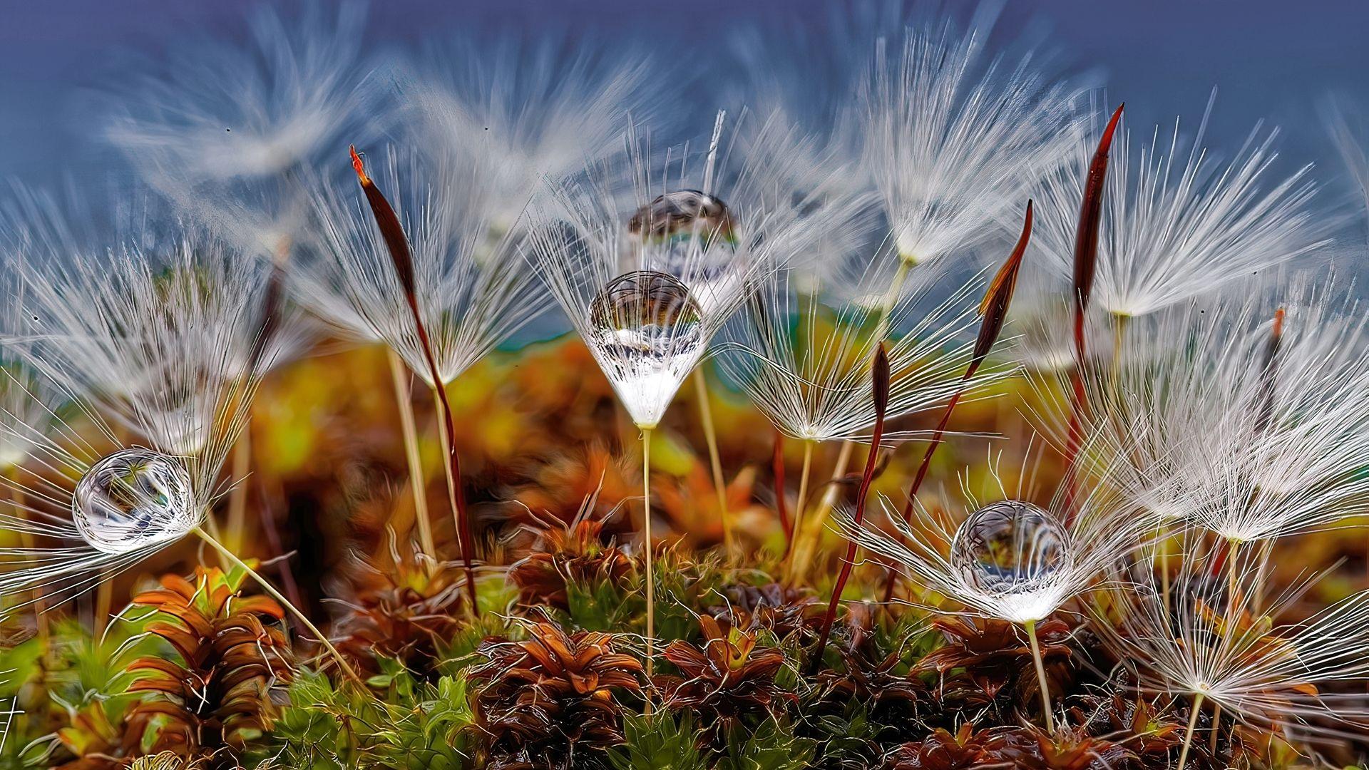 A close up of white fluffy dandelions with balls of water pooled on the heads.