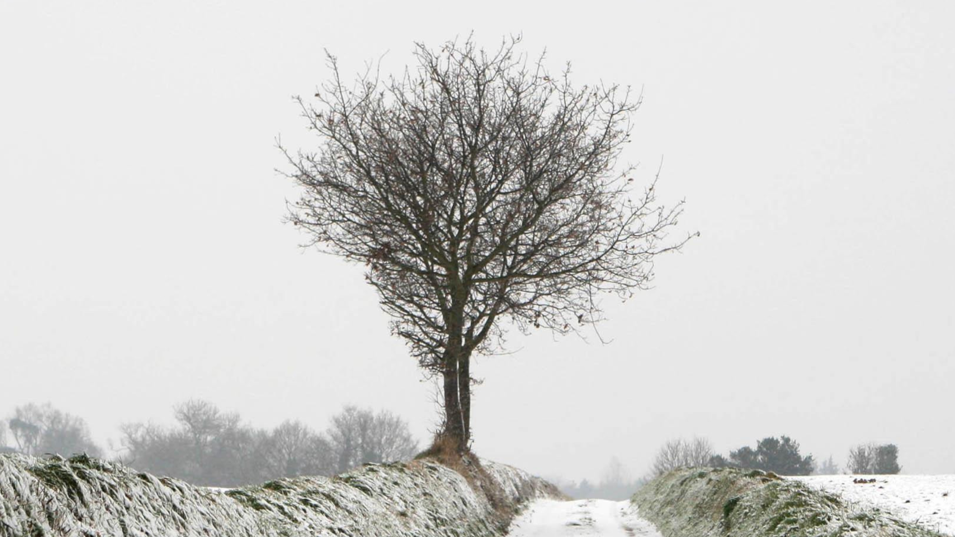 A lone tree sits on a grass bank at the side of a single track road. The area is covered in snow. Fields line either side of the road.