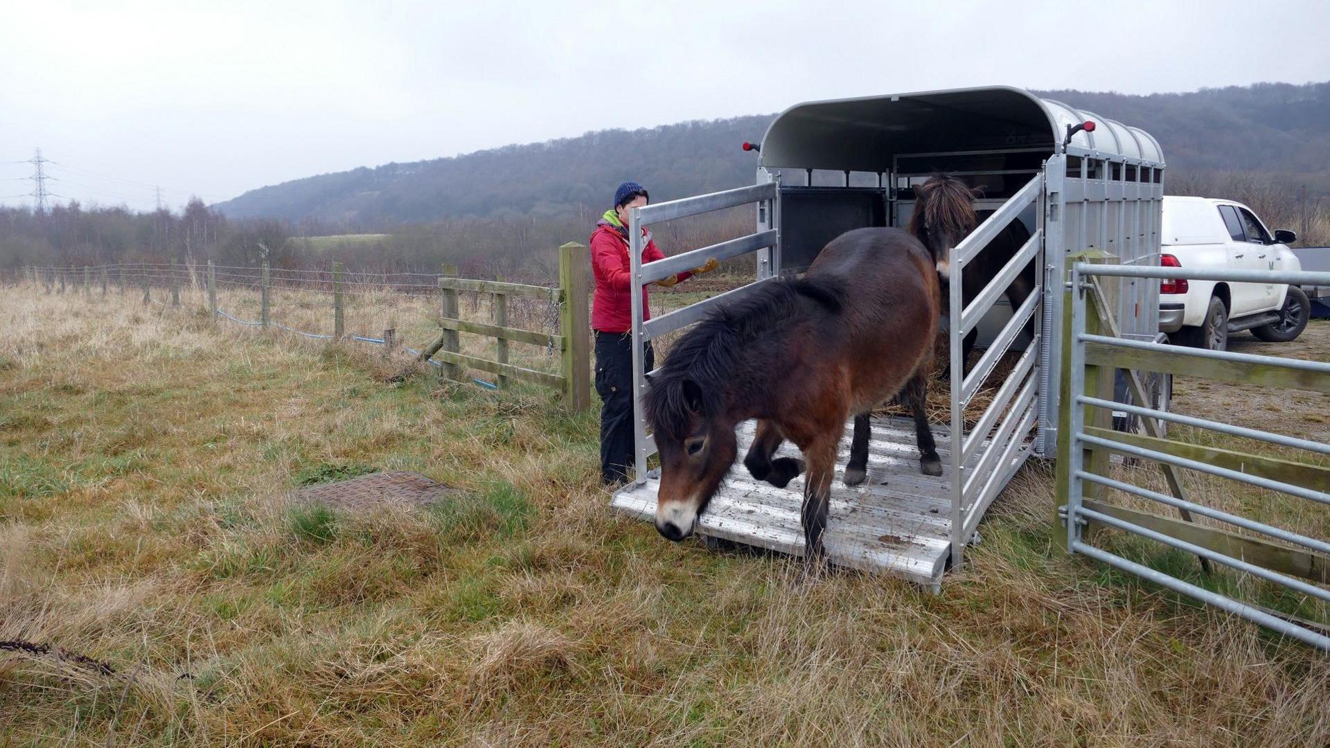 An Exmoor pony walks down a ramp from a livestock trailer, with another behind it in the trailer. A person wearing winter clothing including a woolly hat and coat can be seen holding the side of the ramp. 