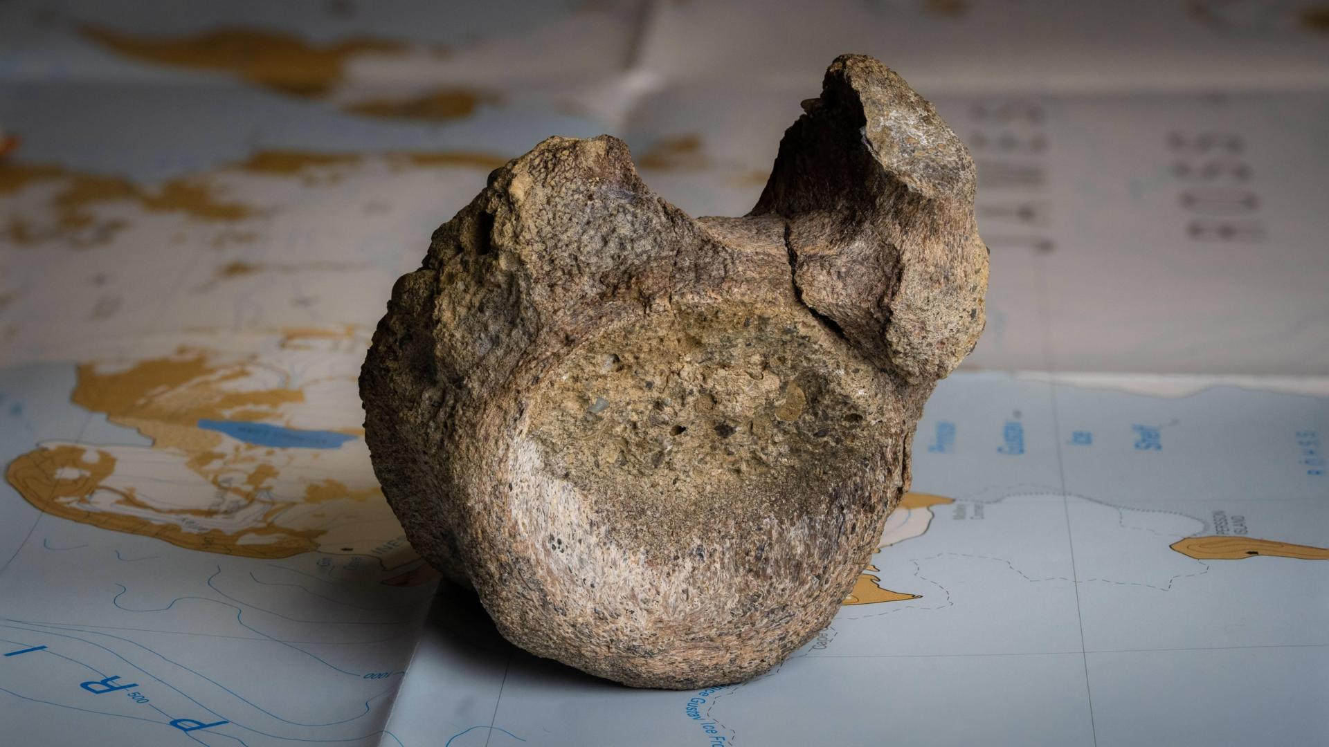 First dinosaur bone from Antarctica found in a drawer