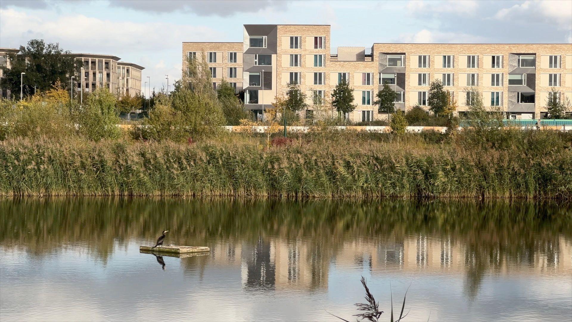 In the foreground is a lake, with a bird perched on a stone, with reeds and trees in the middle distance. In the background is a new four-storey student accommodation block.