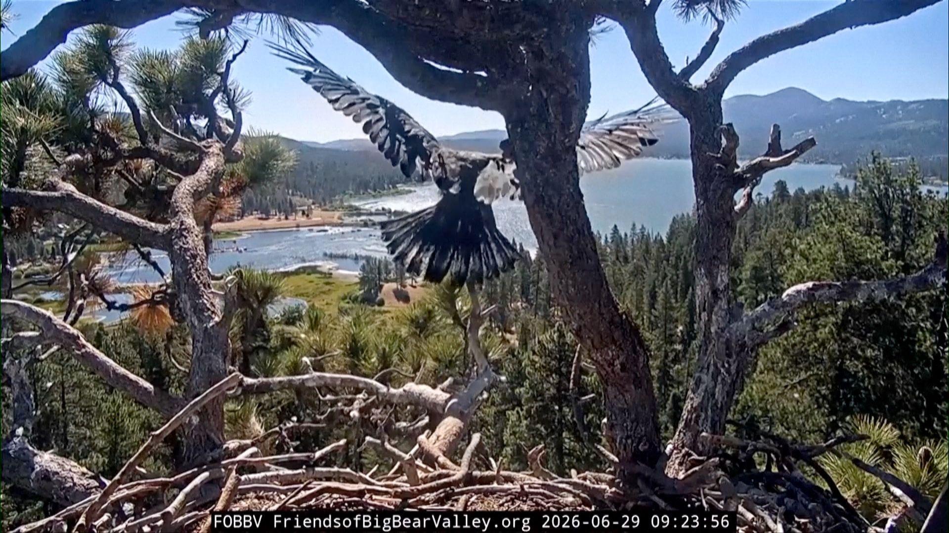 Watch: Young bald eagle takes first flight in California