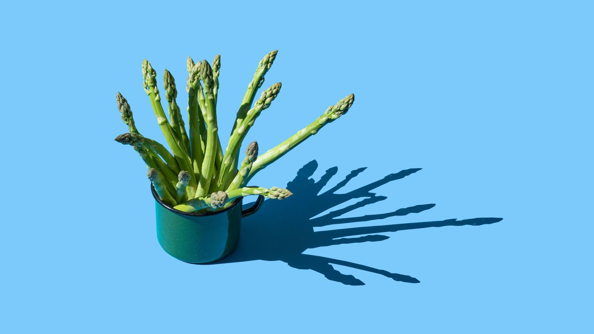 A bunch of asparagus spears (uncooked) sticking out of a dark green mug, creating a big shadow to the right of them, on a blue background. 