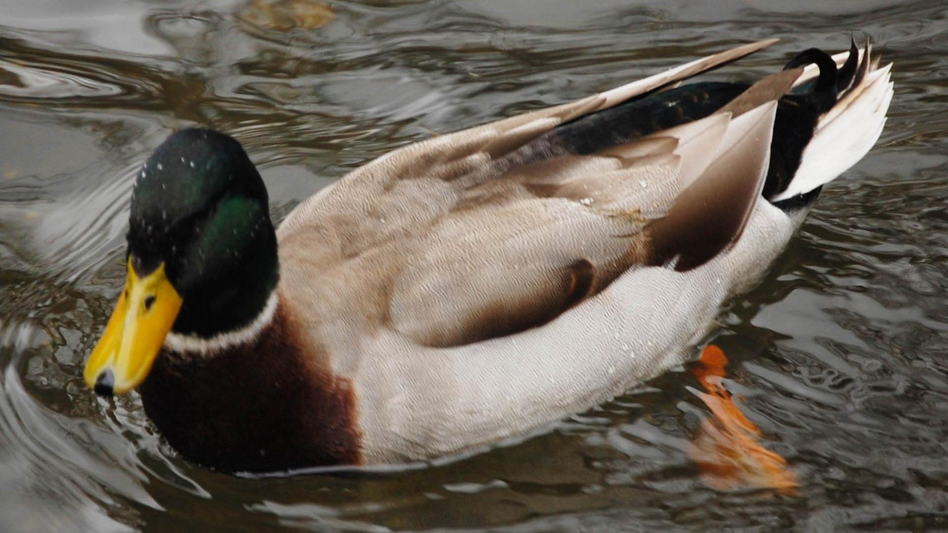 A mallard duck swims on a pond.