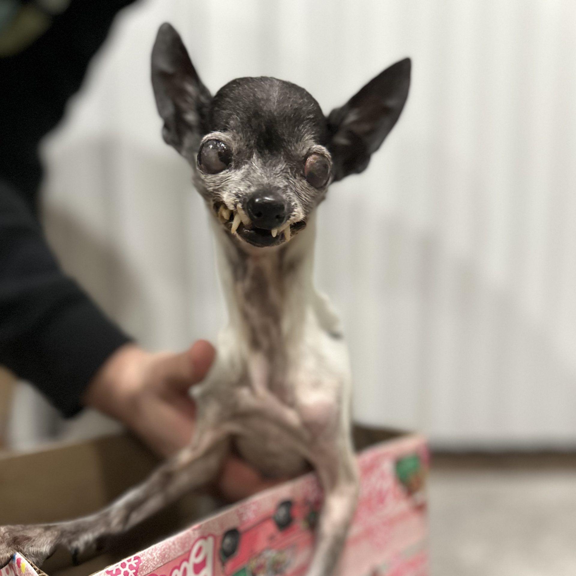 World's ugliest dog contest won by Wild Thang - BBC News