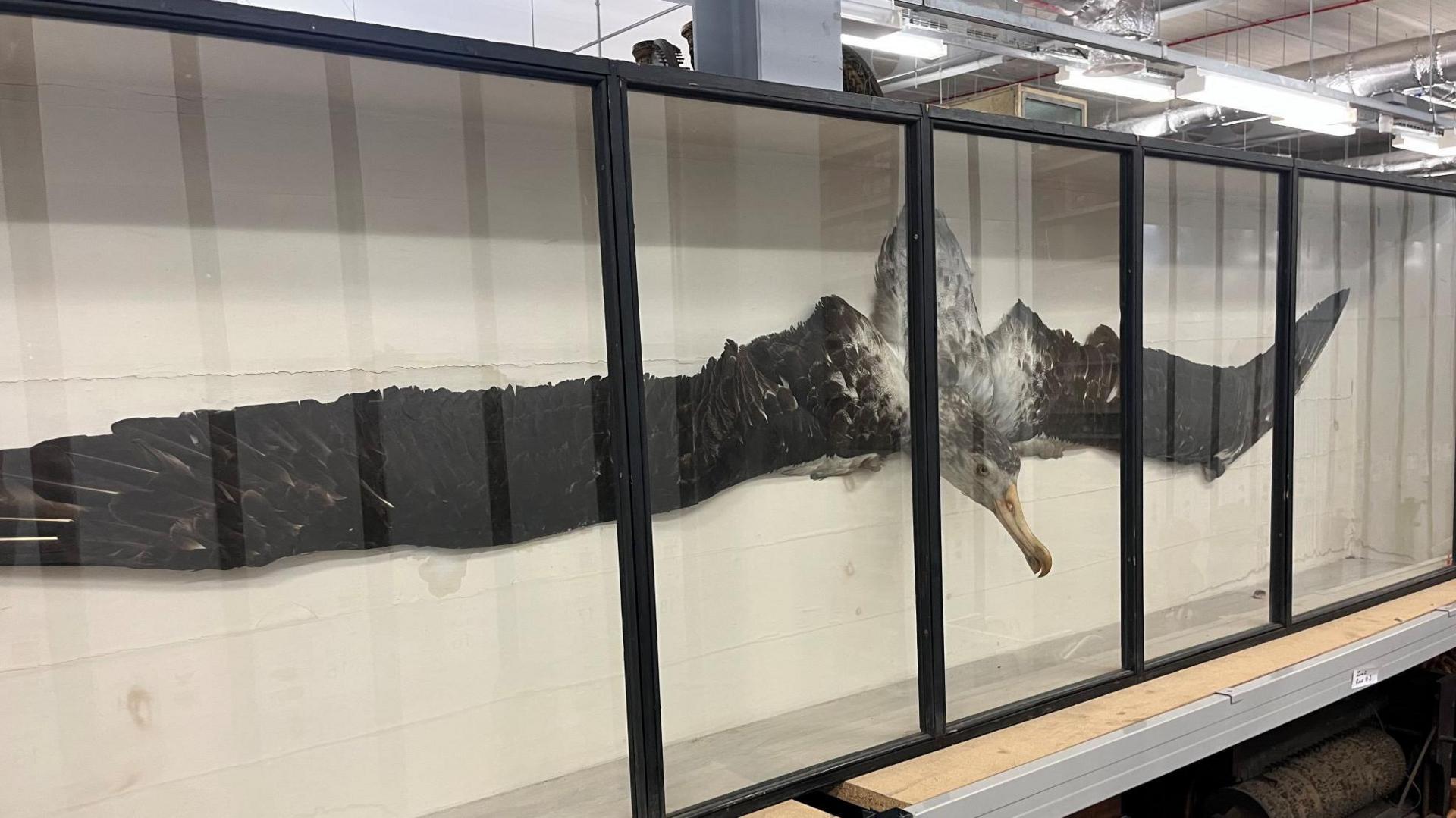 A picture of a dead albatross in a display case. The dark-coloured bird is shown with its wings spread and large beak. 