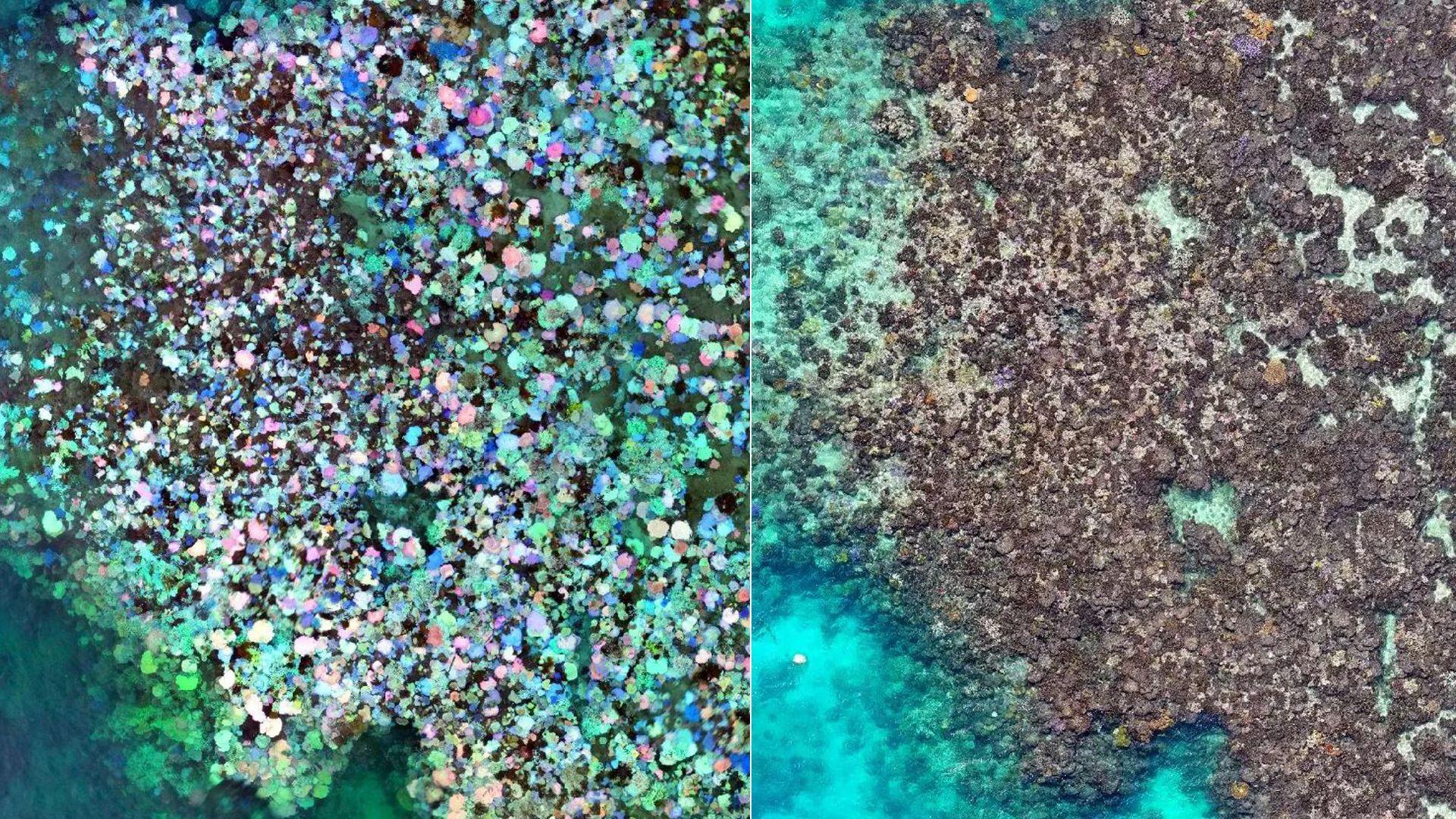 north point reef coral bleaching change