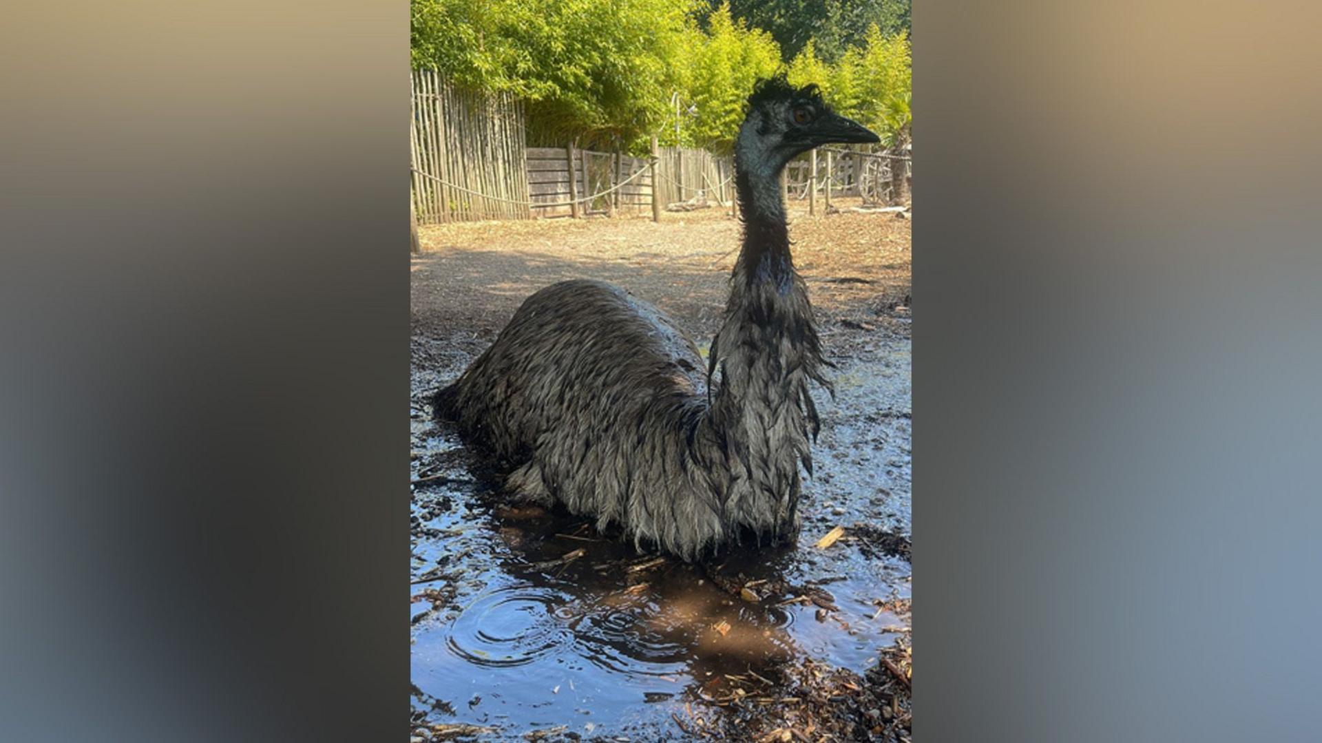 An emu lies down on the ground in a pool of water