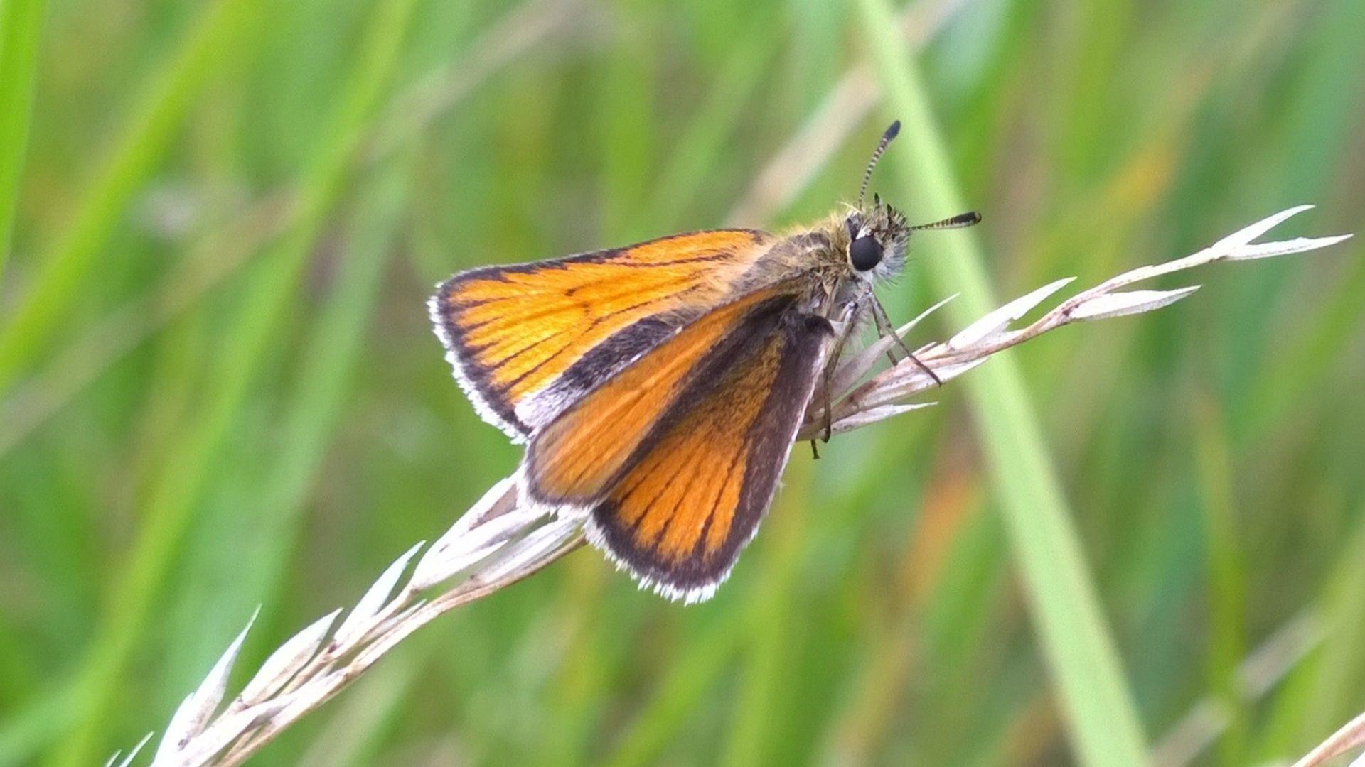 A close-up of a butterfly with orange and brown wings. It is sitting on a blade of grass against a green backdrop.